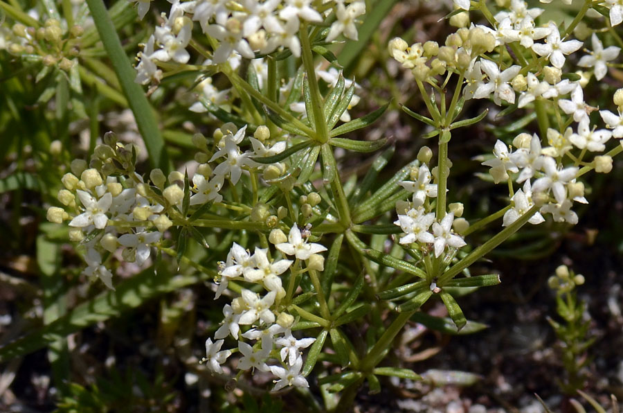 Galium anisophyllon / Caglio alpino